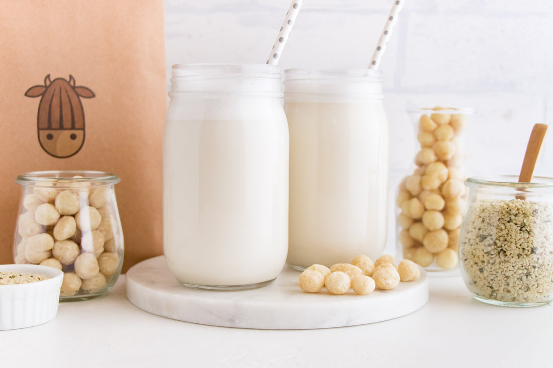 homemade maple macadamia milk in two glasses