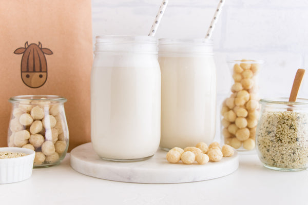 homemade maple macadamia milk in two glasses